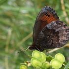 Augenfalter ~8~ Erebia pronoe