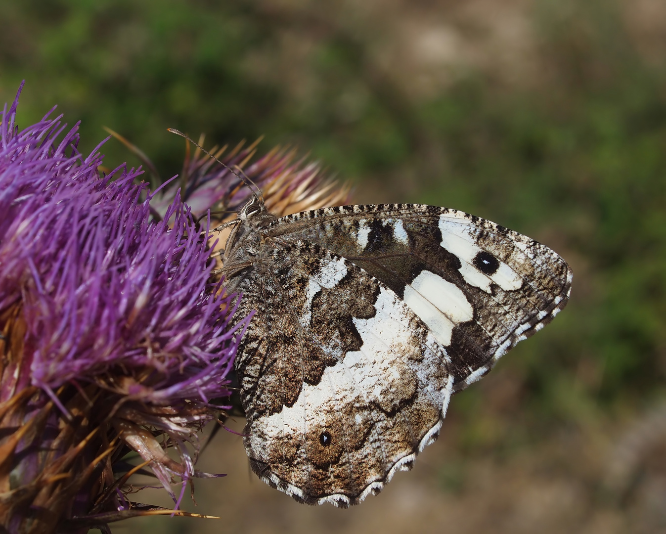 Augenfalter ~9~ Aulocera circe