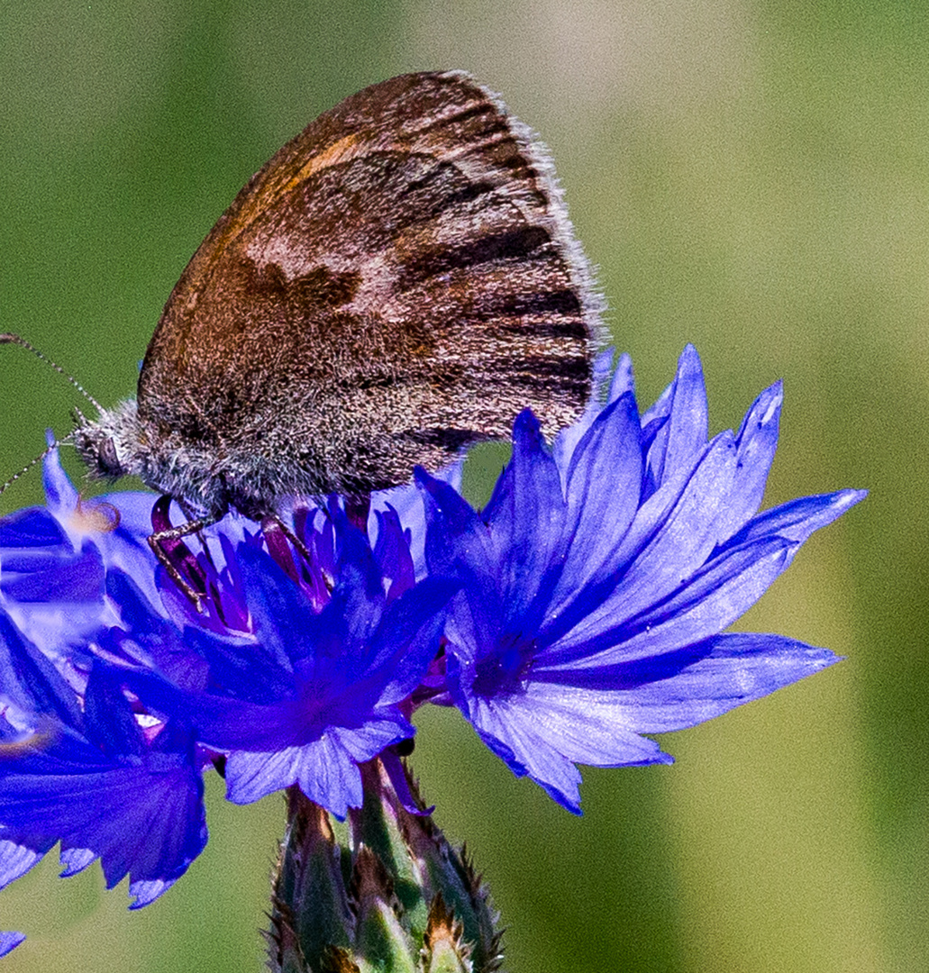 Augenfalter auf Kornblume