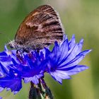 Augenfalter auf Kornblume