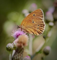 Augenfalter - Brauner Waldvogel