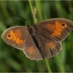 Augenfalter / Maniola jurtina (Weibchen)