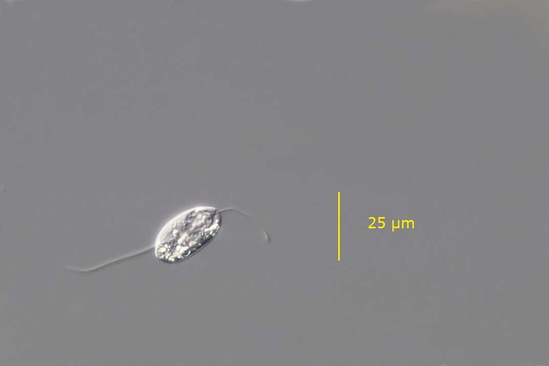 Augenflagellat aus Wasserprobe - vermutlich Anisonema acinus