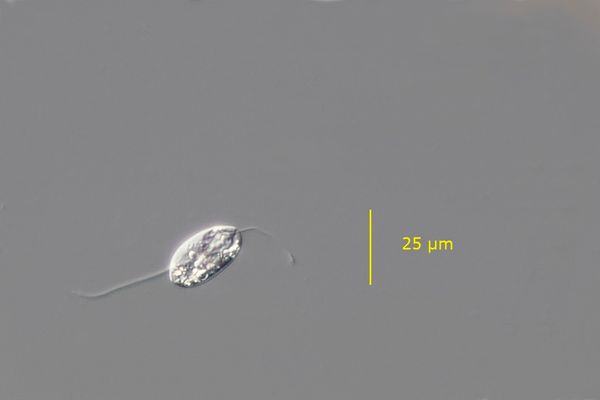 Augenflagellat aus Wasserprobe - vermutlich Anisonema acinus