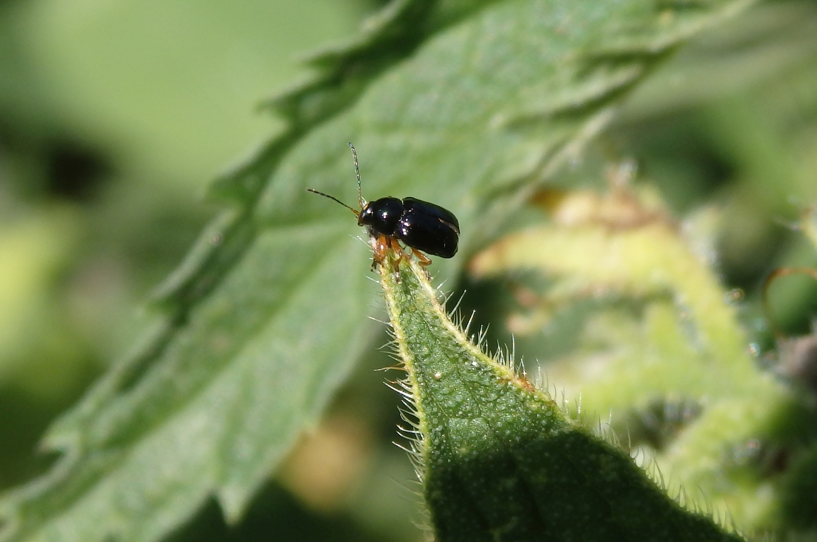 Augenfleck-Fallkäfer (Cryptocephalus ocellatus)