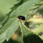 Augenfleck-Fallkäfer (Cryptocephalus ocellatus)