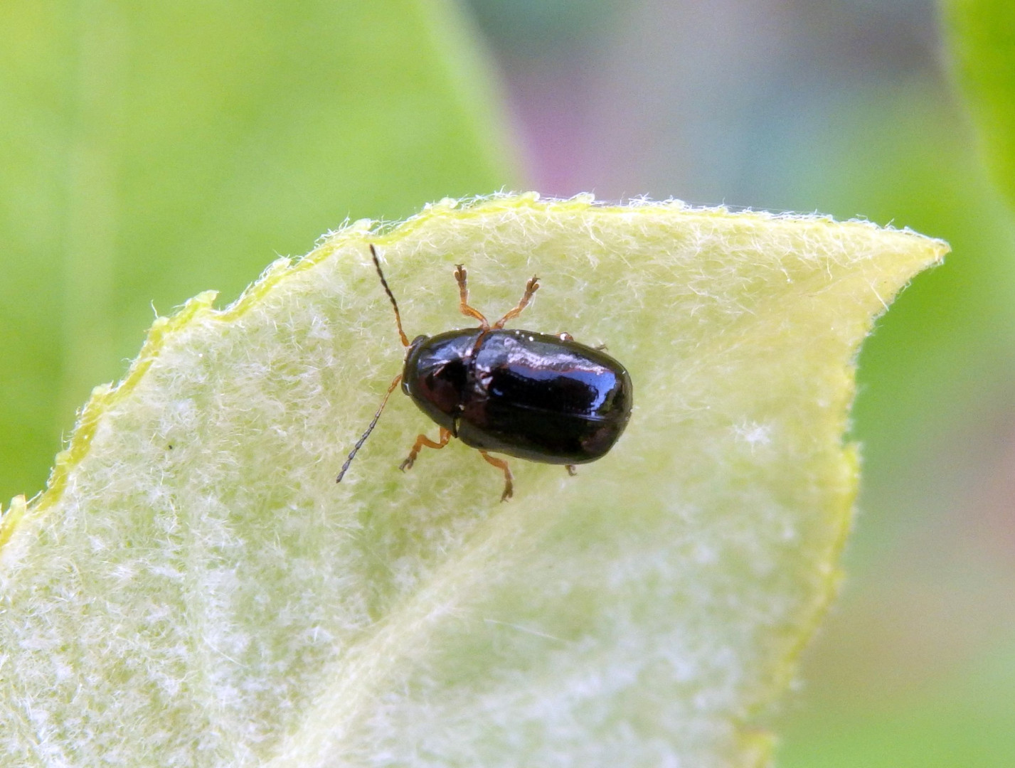 Augenfleck-Fallkäfer (Cryptocephalus ocellatus)