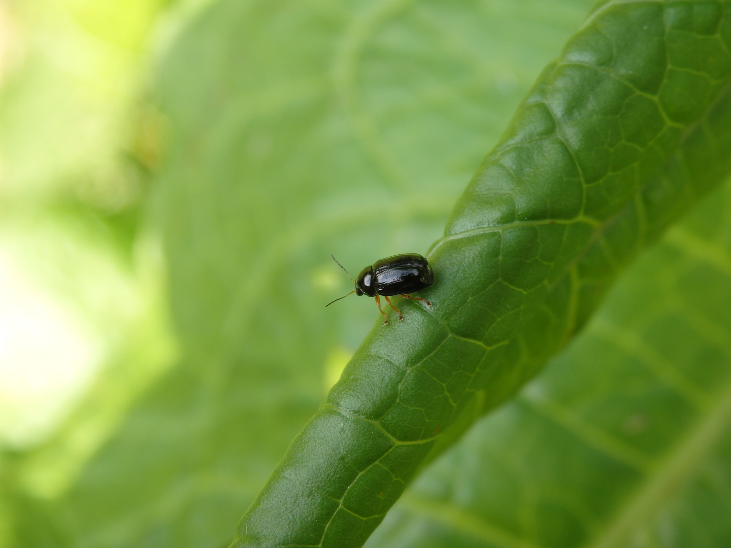 Augenfleck-Fallkäfer (Cryptocephalus ocellatus)