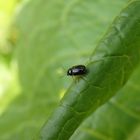 Augenfleck-Fallkäfer (Cryptocephalus ocellatus)