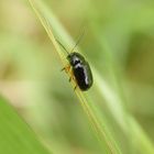 Augenfleck-Fallkäfer (Cryptocephalus ocellatus) im heimischen Garten