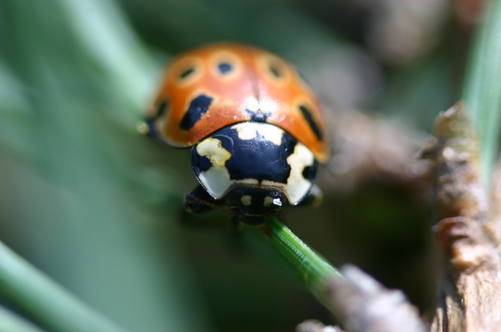 Augenfleck-Marienkäfer (Anatis ocellata)