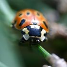 Augenfleck-Marienkäfer (Anatis ocellata)