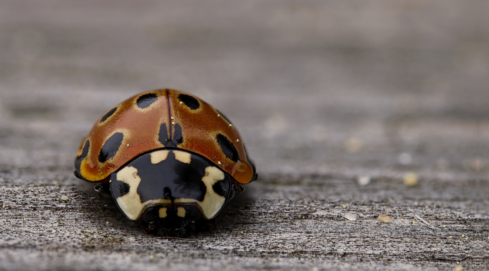 Augenfleck-Marienkäfer (Anatis ocellata)