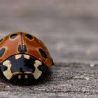 Augenfleck-Marienkäfer (Anatis ocellata)