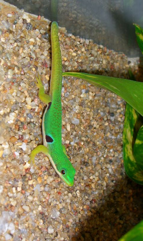 Augenflecktaggecko 2