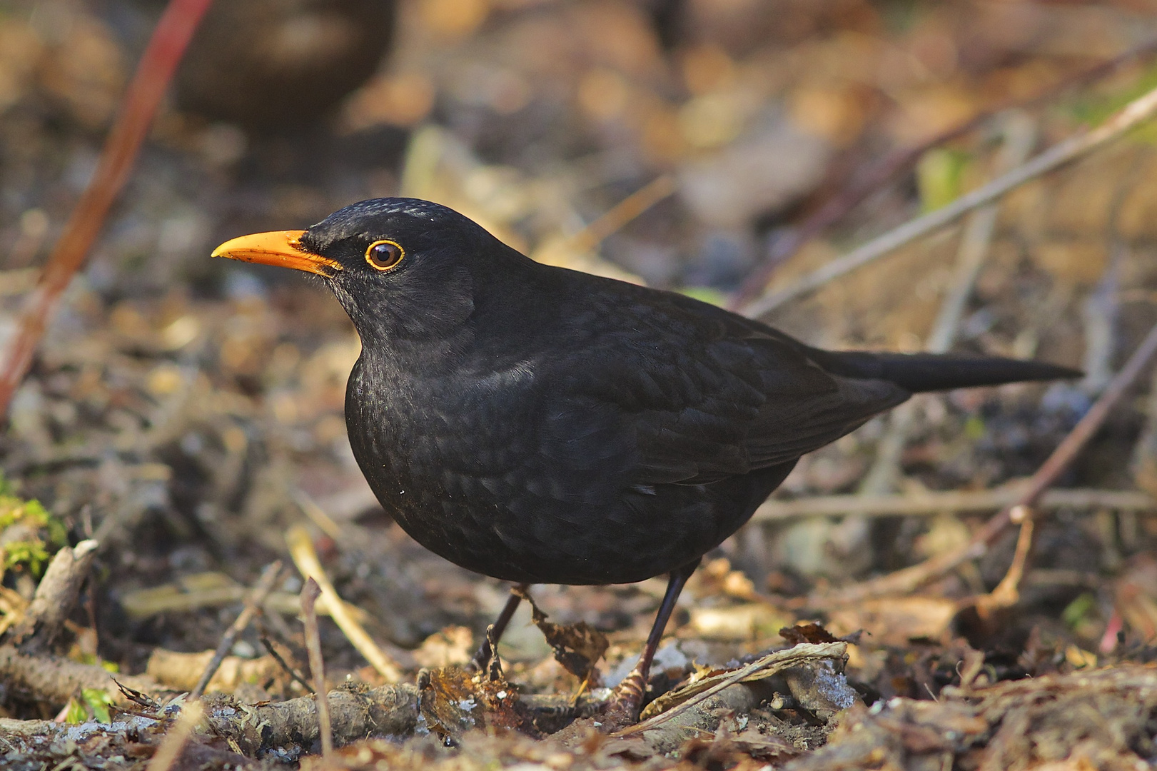 Augenhöhe einer Amsel