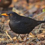 Augenhöhe einer Amsel