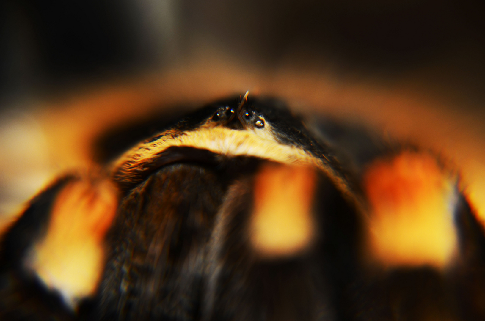 Augenhügel einer Rotknie Vogelspinne :)