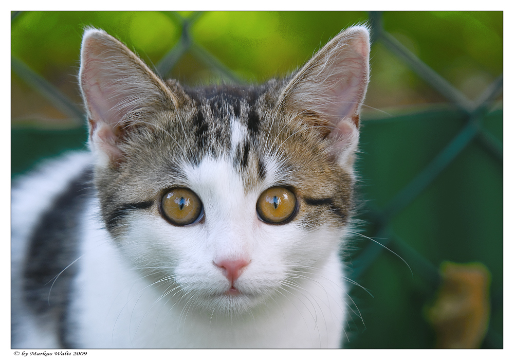 Augenkontakt... Foto & Bild | tiere, haustiere, katzen Bilder auf fotocommunity