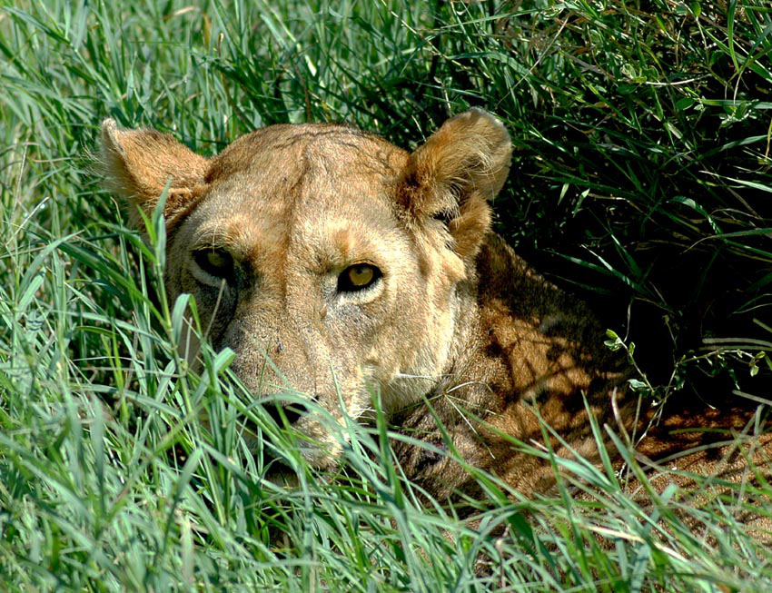 "Augen"kontakt in der Serengeti