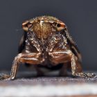 Augenkontakt mit einer Alpenschaumzikade (Aphrophora major)