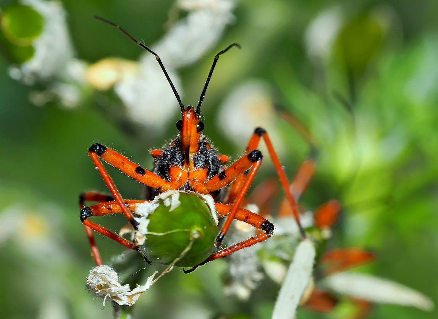 Augenkontakt mit einer Roten Mordwanze (Rhynocoris iracundus) - Le regard de la Réduve irascible!