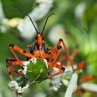 Augenkontakt mit einer Roten Mordwanze (Rhynocoris iracundus) - Le regard de la Réduve irascible!