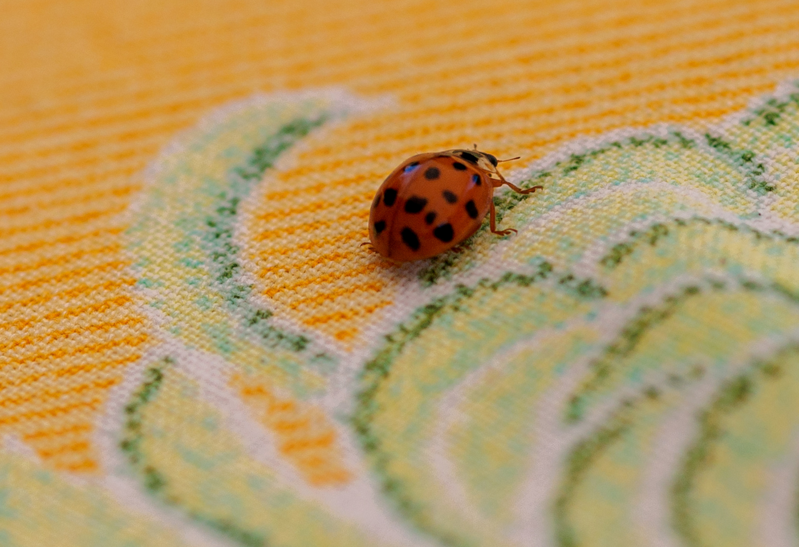 Augenmarienkäfer (Anatis ocellata), 8-9 mm.