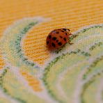 Augenmarienkäfer (Anatis ocellata), 8-9 mm.