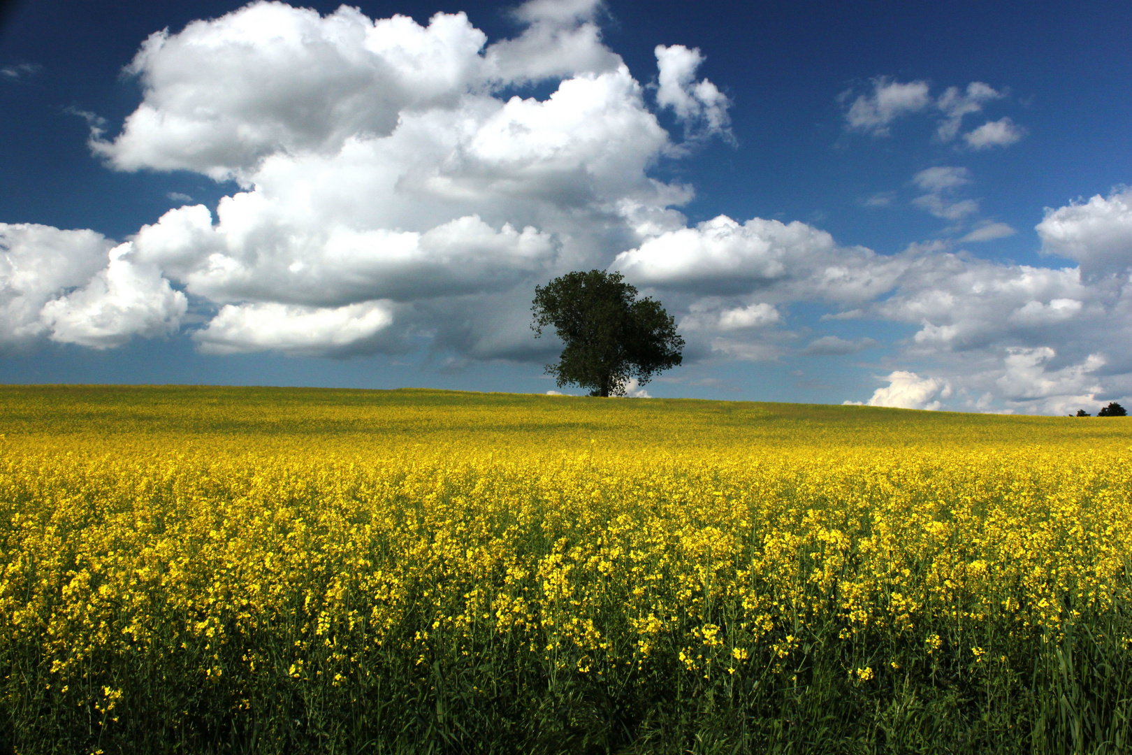 Augen(raps)weide