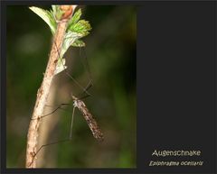 Augenschnake