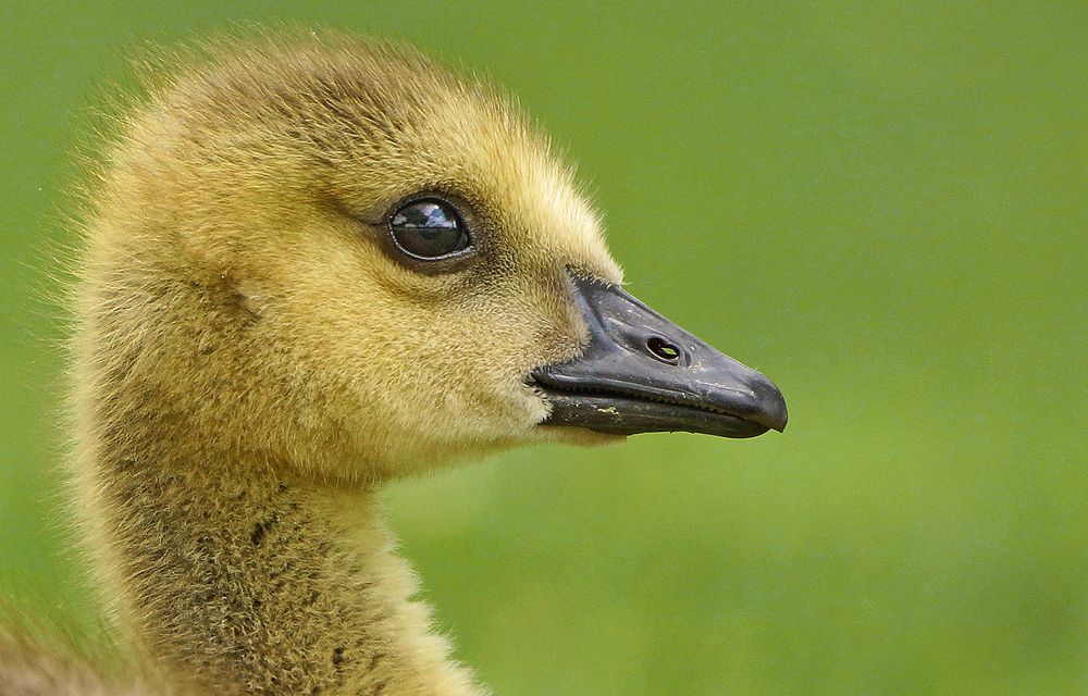 Augenspiegel