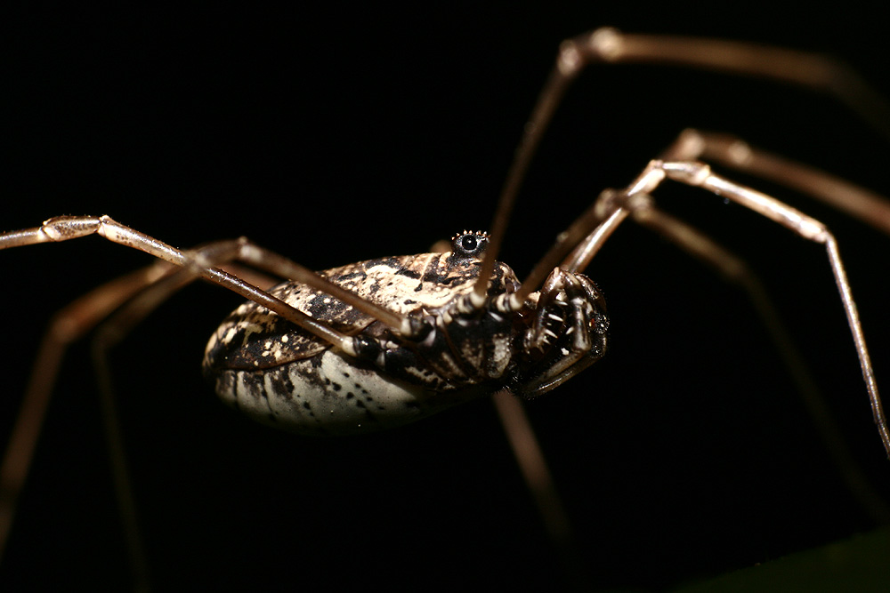 Augenspinne :-)