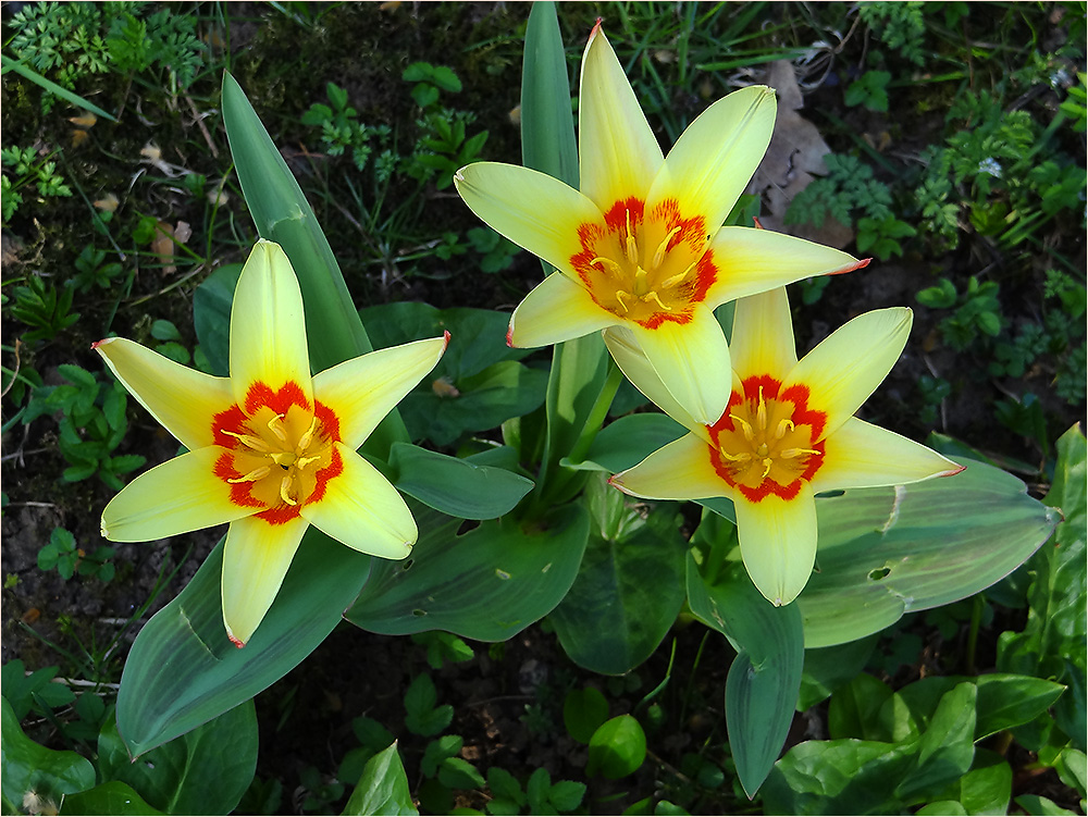 Augensterne des Frühlings