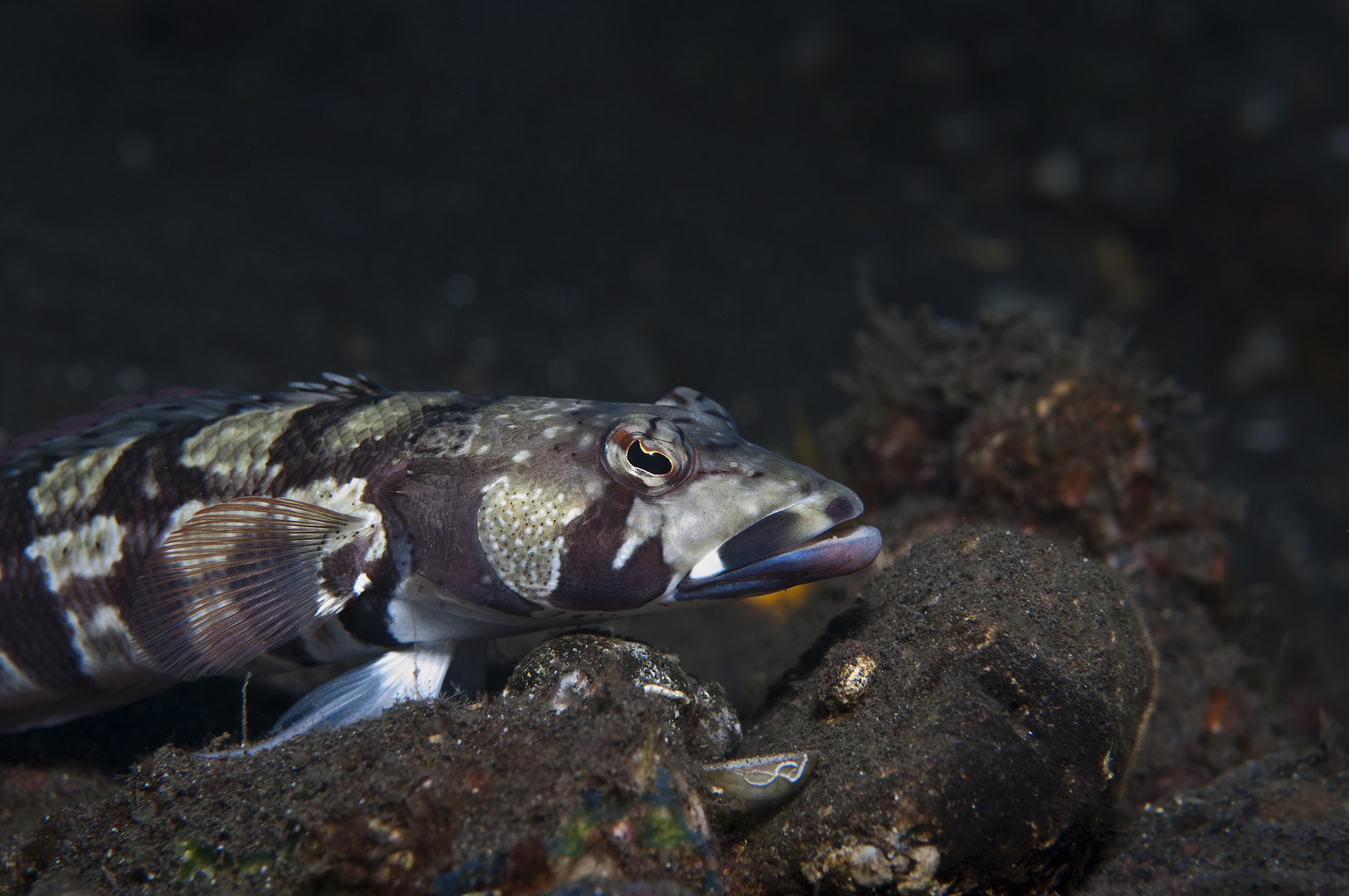 Augenstreifen- Sandbarsch ( lat. Parapercis tetracantha )