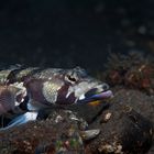 Augenstreifen- Sandbarsch ( lat. Parapercis tetracantha )