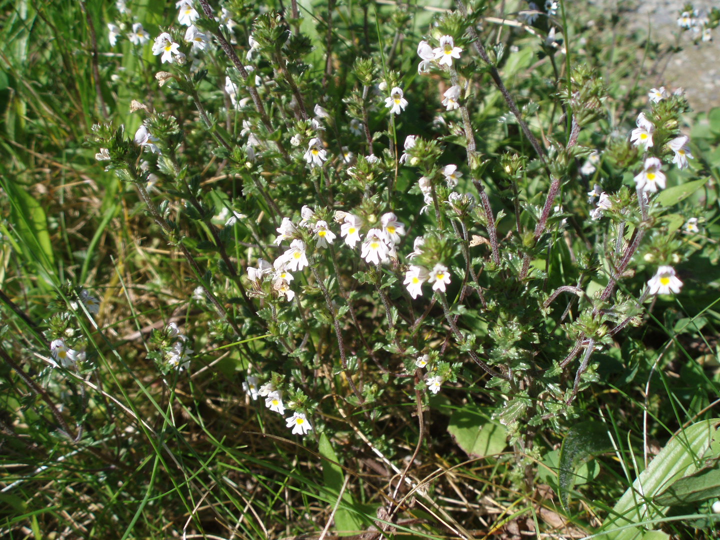 Augentrost-(Euphrasia officinalis)