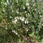 Augentrost-(Euphrasia officinalis)