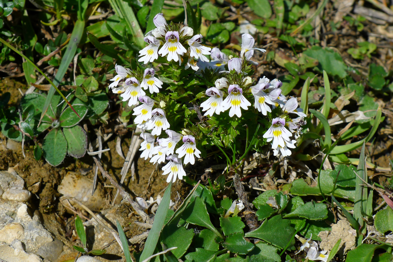 Augentrost (Euphrasia rostkoviana)