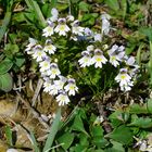 Augentrost (Euphrasia rostkoviana)