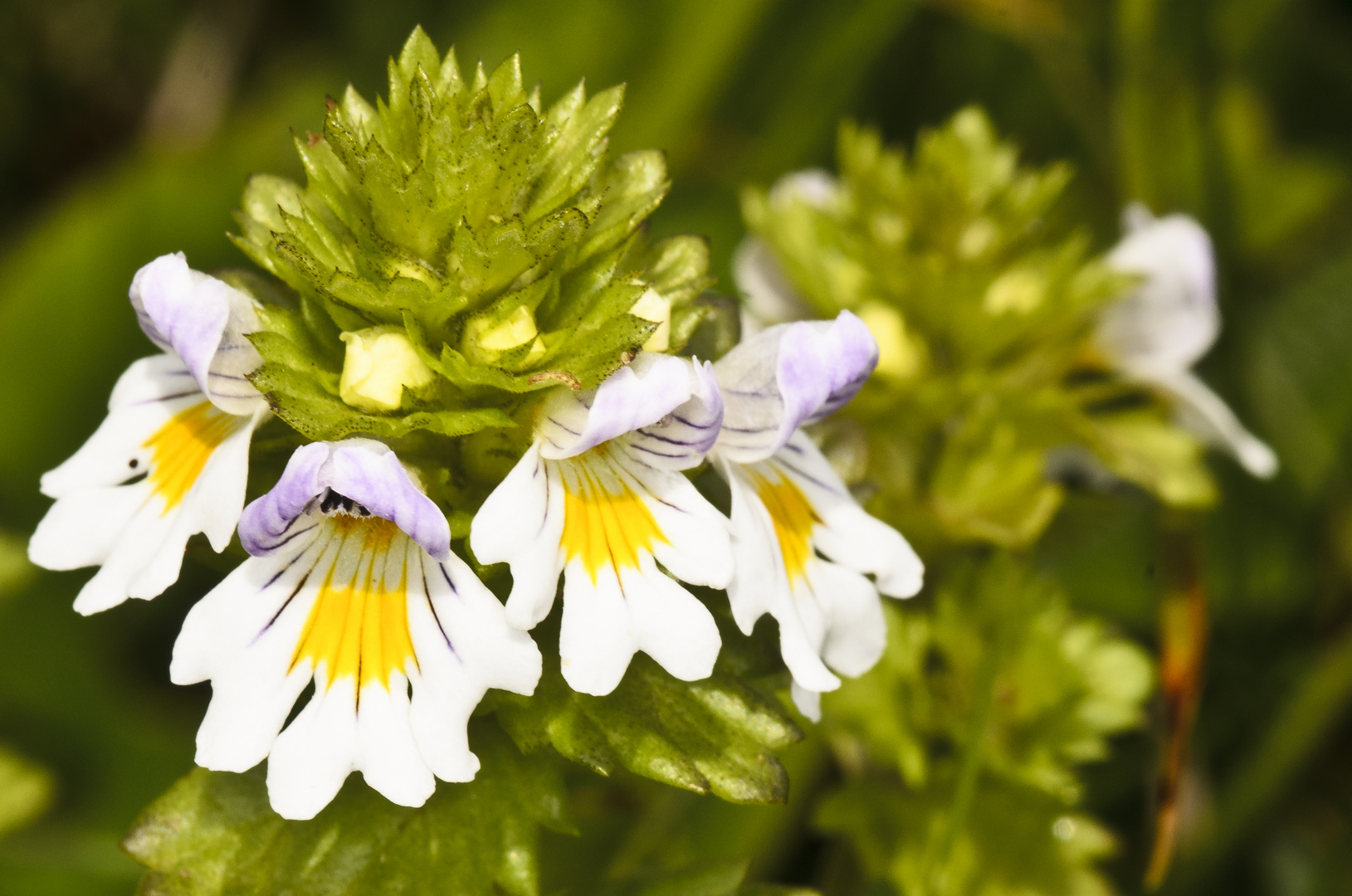 Augentrost (Euphrasia spec.)