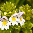 Augentrost (Euphrasia spec.)