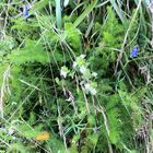 Augentrost, Glockenblumen und noch andere auf dem Feldberg