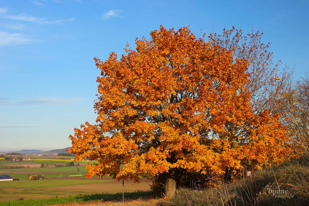 Augenweide