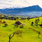 Augenweide grüne Weidenlandschaft