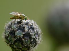 Augenwischerei - junge Rinderbremse ?