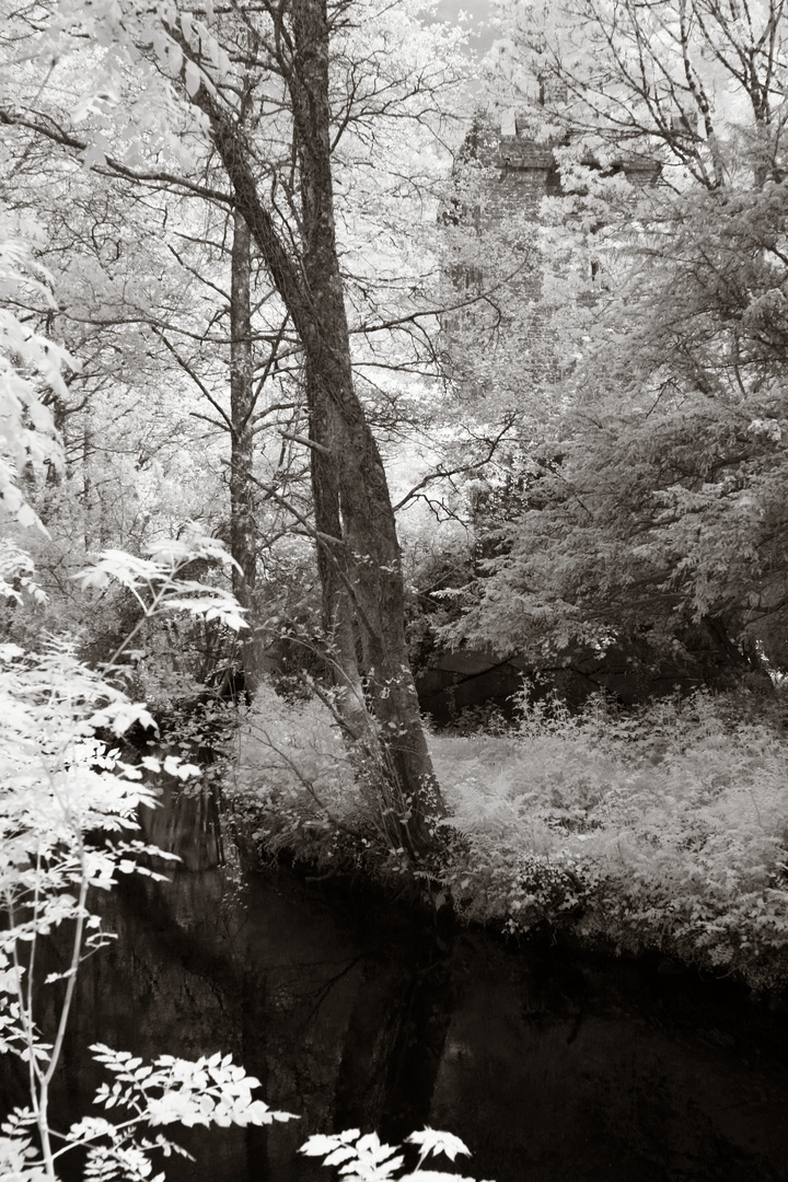 Aughnanure Castle in the Woods