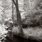 Aughnanure Castle in the Woods