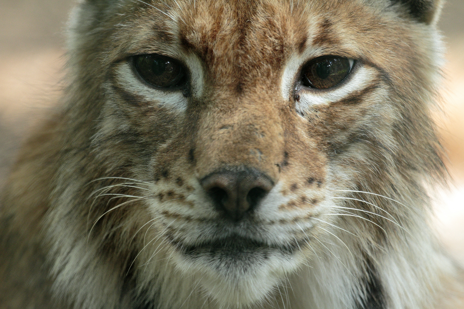 Aug´in Aug´ mit einem Luchs