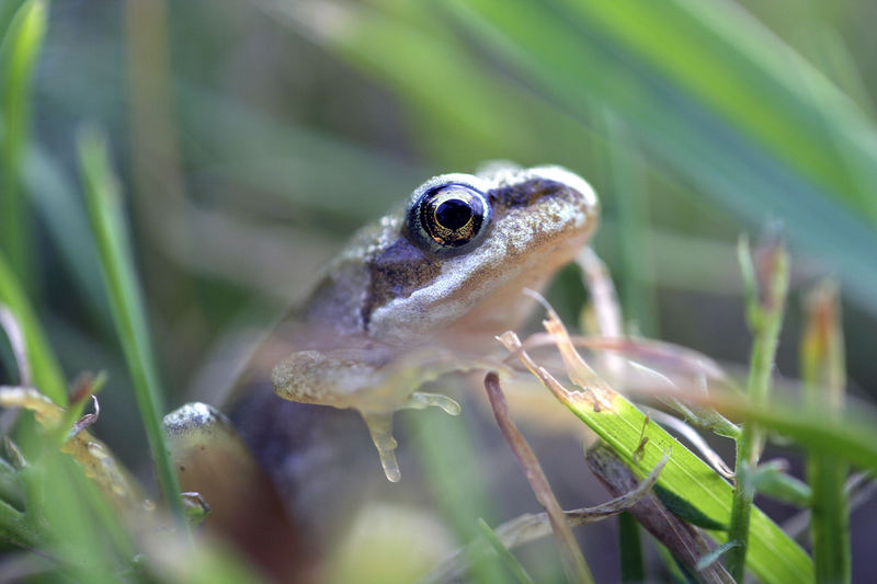 Aug´in Aug´ mit Grasfrosch "Youngster" (15 mm)